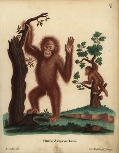 Orangutan di Sumatra, Pongo abelii. In pericolo critico. Simia satyrus Linn. Incisione a mano colorata su rame di Johann Nussbiegel dopo un