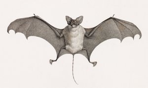Taphien Filet, pipistrelli dall