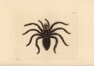 Lycosa tarantula. Illustrazione disegnata e incisa da Richard Polydore Nodder. Incisione colorata a mano da 