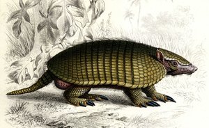 Tatou Encoubrt (Dasypus sexeinetus), mammiferi edentati. In Dictionnaire universel d