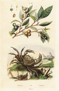 Tè, scarabeo e granchio