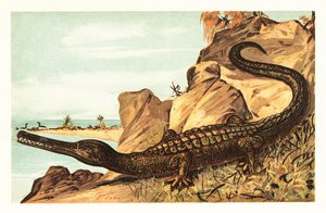 Teleosaurus cadomensis, specie estinta di coccodrillo marino. 1908 (litografia) da Unbekannter Künstler