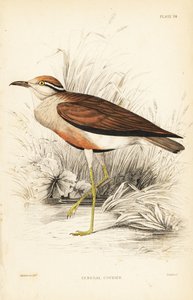 Corridore di Temminck, Cursorius temminckii (Corriere del Senegal, Tachydromus senegalensis). Incisione su acciaio colorata a mano di William Lizars su disegno di William Swainson dalla Naturalist