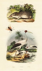 Tenrec, cicogna e tafano, 1834-1839 (incisione) da Unbekannter Künstler