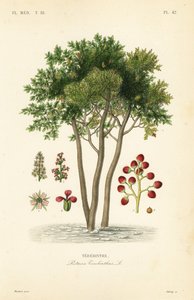 Terebinto o albero della trementina, Pistacia terebinthus da Unbekannt