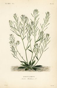 Arabidopsis, Arabidopsis thaliana