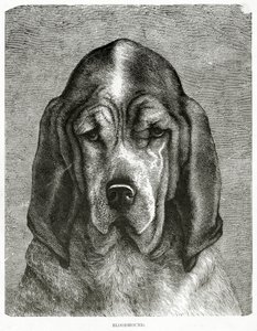 Il Bloodhound. 1902 (litografia)