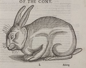 Il coniglio