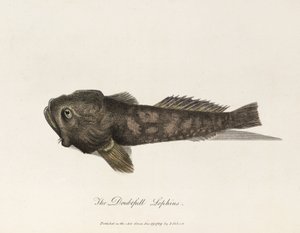 Il Lophius dubbioso da Unbekannter Künstler