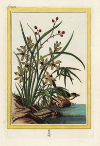 Elleborina della Cina. Orchidea elleborina, Cephalanthera longifolia. Acquaforte colorata a mano dal 