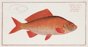 Il pesce rosso da Unbekannter Künstler