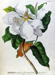 La magnolia da Unbekannter Künstler