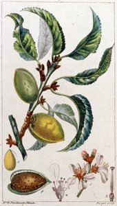 Il mandorlo, c. 1801-1850 da Unbekannter Künstler