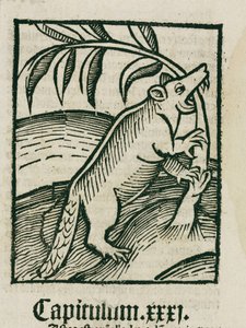 Il castoro da Unbekannt