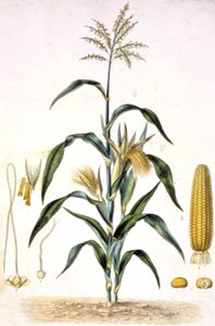 Il grano