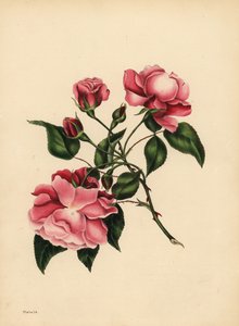 La rosa sempre fiorita, Bellezza sempre nuova da Unbekannt