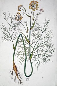 Il finocchio, c.1850 (incisione) da Unbekannter Künstler