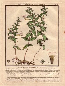 Gratiola officinale (Gratiola officinalis). Pianta velenosa, descrizione della pianta, stelo, foglie, fiori e radici. Dettagli di calice, pistillo e capsula. Incisione a colori del XVIII secolo, in 