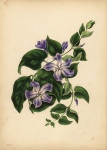 La grande pervinca blu, Vinca major, I piaceri della memoria da Unbekannt