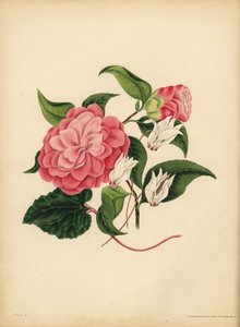 La Camelia a foglie di mirto o Rosa del Giappone, La bellezza è la tua unica attrazione; Il Ciclamino Persiano, Diffidenza