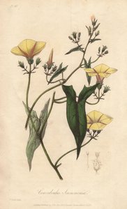 Scammonia (Convolvulus scammonia) - Acquaforte di William Clarke per illustrare “Botanica medica, descrizione delle piante medicinali di Londra, Edimburgo e Dublino” di John Stephenson e James Morss Churchill da Unbekannter Künstler