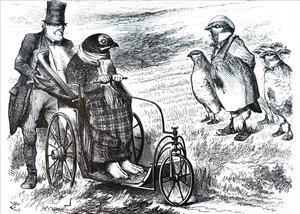 La sospensione del gallo cedrone