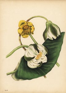 La ninfea bianca, Nymphaea odorata, e la ninfea gialla, Nuphar lutea, Silenzio da Unbekannt