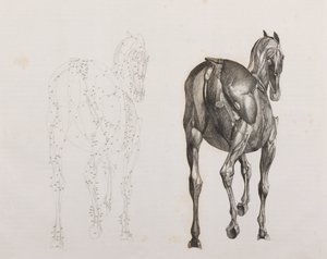 Terzo strato sezionato di un cavallo, vista posteriore