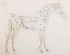 Terzo strato sezionato di un cavallo, vista laterale