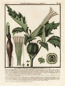 Stramonio, Datura stramonium da Unbekannter Künstler