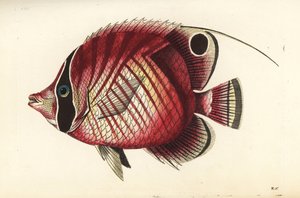 Pesce farfalla a pinna filiforme, Chaetodon auriga (Chaetodon setifer) da Unbekannter Künstler