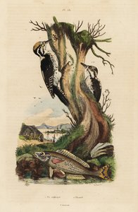 Picchio tridattilo, Picoides tridactylus, e picarel, Spicara smaris da Unbekannt