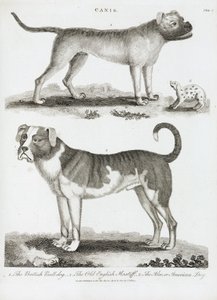 Tre tipi di cane da Unbekannt