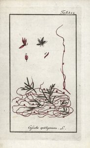 Cuscuta del timo