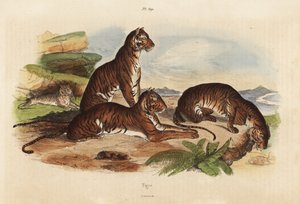 Tigri, Panthera tigris, in pericolo