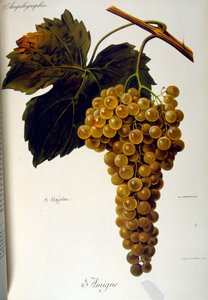 Pagina del titolo di un trattato generale francese sulla viticoltura (coltivazione dell
