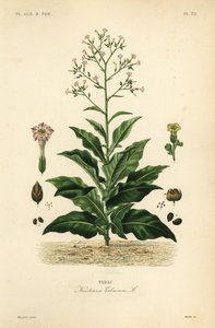 Pianta del tabacco, Nicotiana tabacum da Unbekannt
