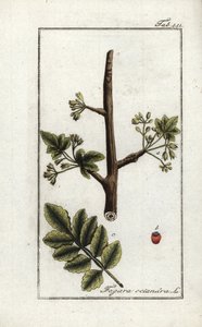 Elaphrium tomentosum da Unbekannter Künstler