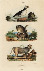 Macaco tocco, macaco rhesus e pappagallo alca da Unbekannt