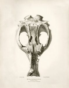 Toxodon Crane, un animale preistorico trovato da Charles Darwin vicino a Montevideo, Uruguay durante il suo viaggio di esplorazione a bordo del Beagle. The Zoology of the voyage of H.M.S. Beagle sotto il comando del Capitano Fitzroy durante gli anni 1832-1 da Unbekannter Künstler