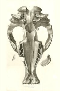 Toxodon Crane, un animale preistorico trovato da Charles Darwin vicino a Montevideo, Uruguay durante il suo viaggio di esplorazione a bordo del Beagle. The Zoology of the voyage of H.M.S. Beagle sotto il comando del Capitano Fitzroy durante gli anni 1832-1 da Unbekannter Künstler