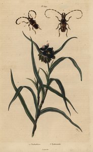 Trachyderes succinctus 1, Trachyderes mandibularis 2, e tradescanzia della Virginia, Tradescantia virginiana 3 da Unbekannt