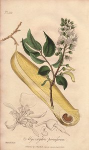 Albero delle febbri (Myroxylon peruiferum) - Acquaforte di William Clarke per illustrare “Botanica medica, descrizione delle piante medicinali di Londra, Edimburgo e Dublino” di John Stephenson e James Morss Churchill da Unbekannter Künstler