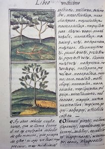 Alberi, cipressi selvatici e abeti, pagina dal Codice Fiorentino, versione bilingue in spagnolo e nahuatl, Storia generale delle cose della Nuova Spagna, del missionario spagnolo Fray Bernardino de Sahagún. Civiltà azteca