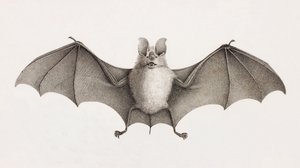 Pipistrello a ferro di cavallo tridente, pipistrelli in Egitto da Unbekannt