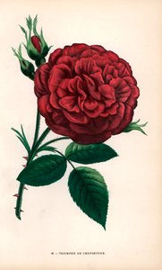 Rosa Triomphe de l