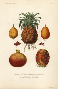 Frutti tropicali, fruits de serre chaude ou temperee da Unbekannt