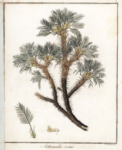 Astragalo vero - Litografia di F. Guimpel, estratta da botanica medica di Friedrich Gottlob Haynes, Berlino da Unbekannter Künstler