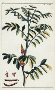 Indaco vero, Indigofera tinctoria da Unbekannter Künstler