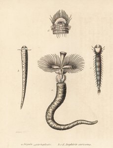 Verme tubolare, Serpula vermicularis (Serpula contortuplicata), e verme a ventaglio, Amphictene auricoma (Amphitrite auricoma). Litografia colorata a mano di Gebhart dopo un